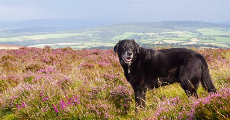 self catering exmoor dog friendly