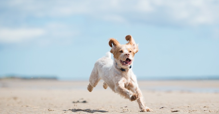 Dog Friendly Holiday Cottages In Pembrokeshire